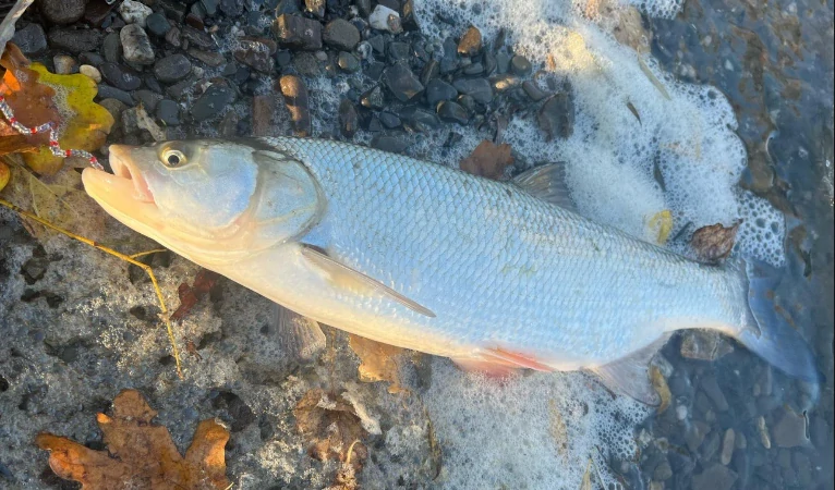 TORNADO TROUT COL.001