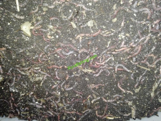 DENDROBAENA VENETA 1KG -VELIKOST 2 (NEJMENŠÍ)