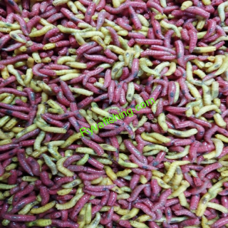 ČERV BARVENÝ ŽIVÝ MIX COLOR 