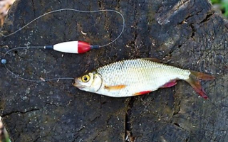 ŽIVÁ NÁSTRAHA PLOTICE,PERLÍN 15cm+  POUZE OSOBNÍ ODBĚR
