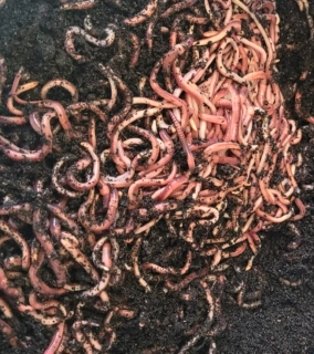 ŽÍŽALA HNOJNÍ-HNOJÁK 0,5KG - 0,75L