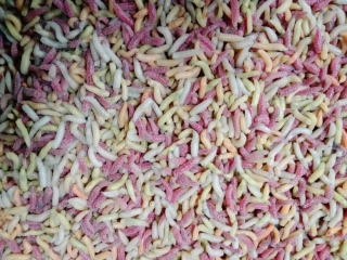 ČERV ŽIVÝ PINKA MIX COLOR 0,5L