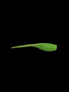 BABY SHAD TROUT FLUO GREEN RED GLITER  2,5" (6,35CM) 10KS 